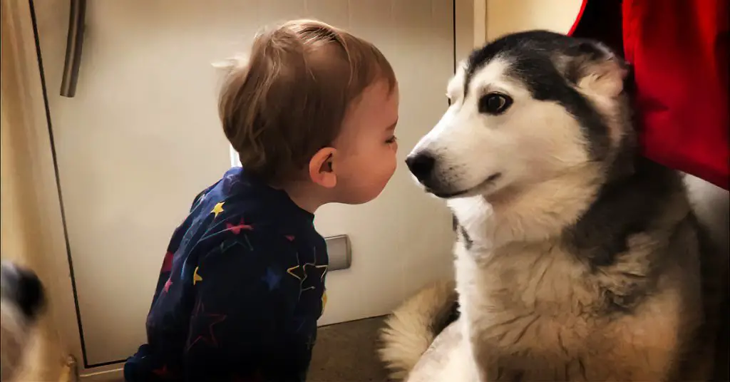 huskies stop baby from crying