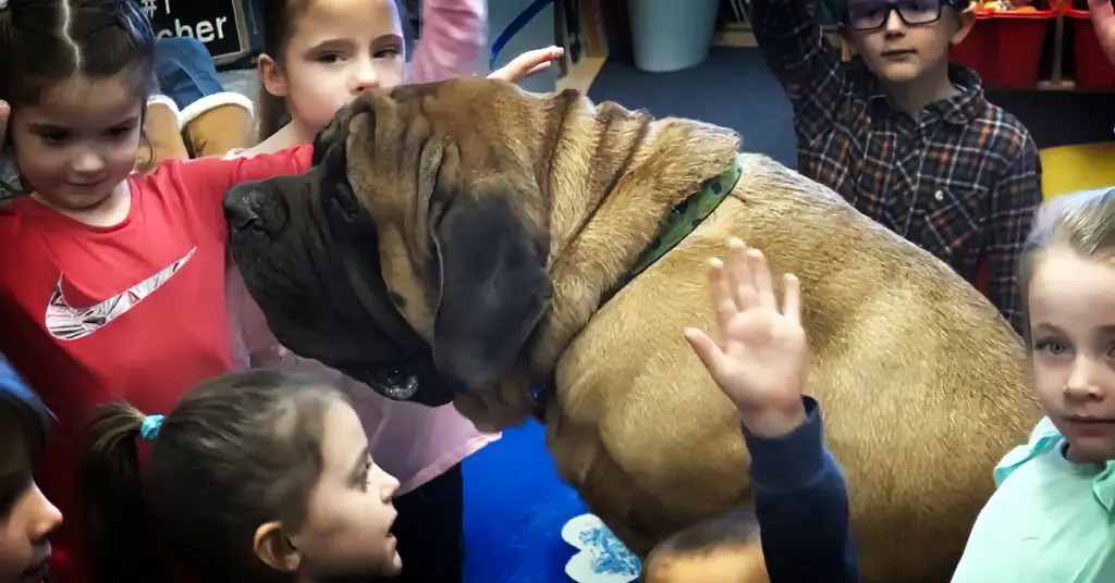 mastiff therapy dog