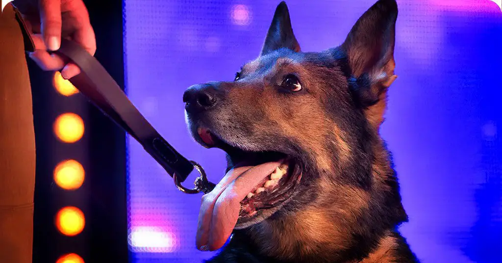 dog on talent show