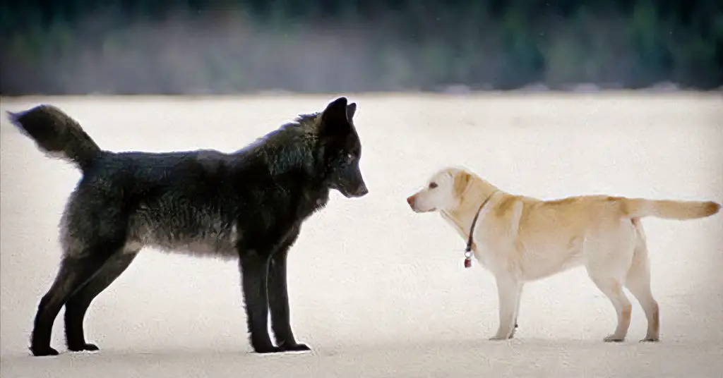 wolf meets dogs