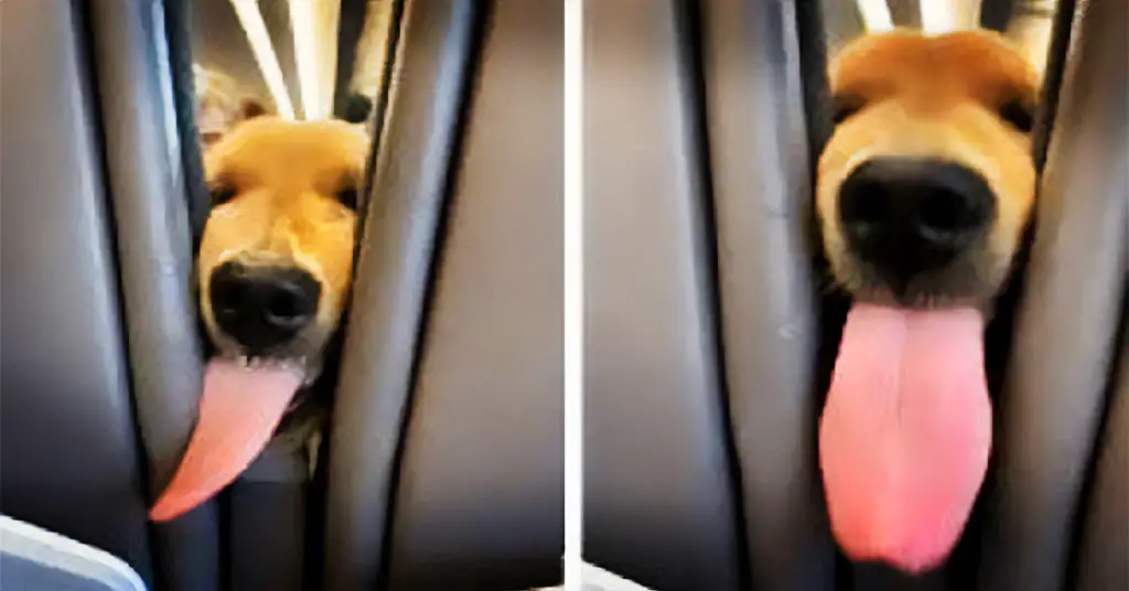 puppy on airplane