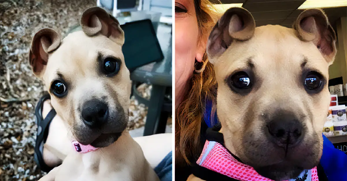 dog with cinnamon roll ears