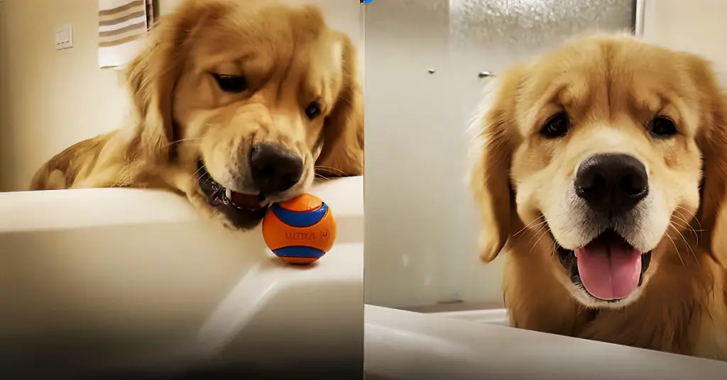 dog rolls tennis ball