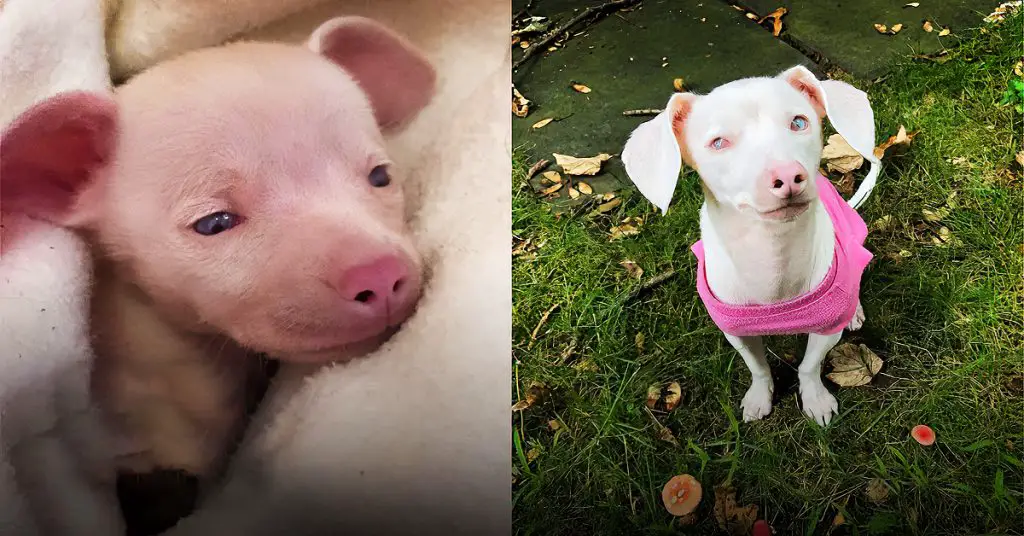 pink puppy inspires others