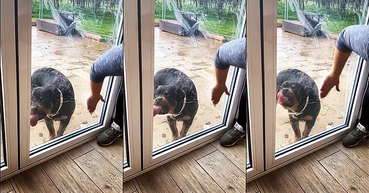 dog cleans windows