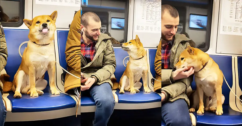 dog on subway