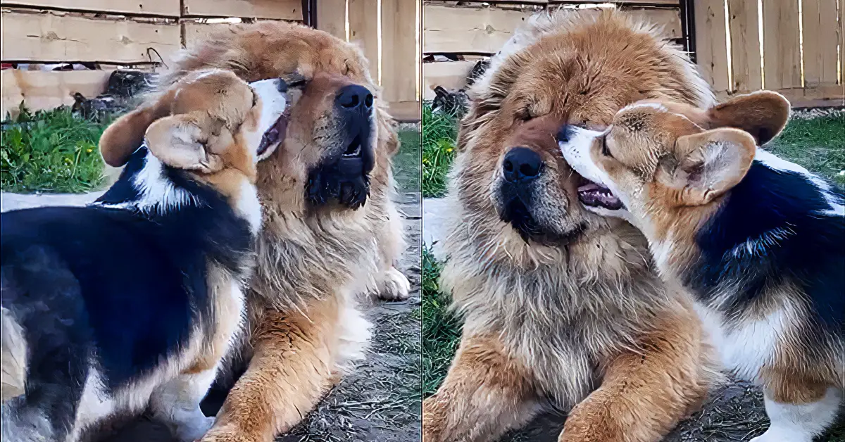 Corgi and Tibetan Mastiff