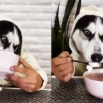 dog eats ice cream