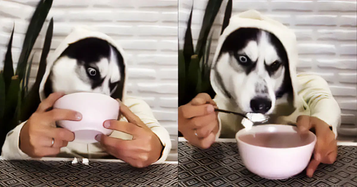 dog eats ice cream