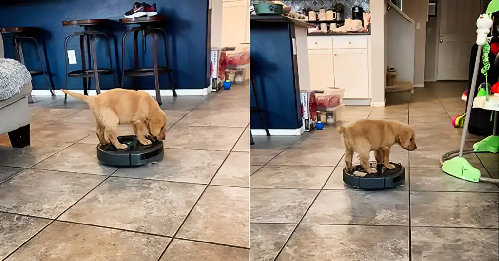 puppy on Roomba