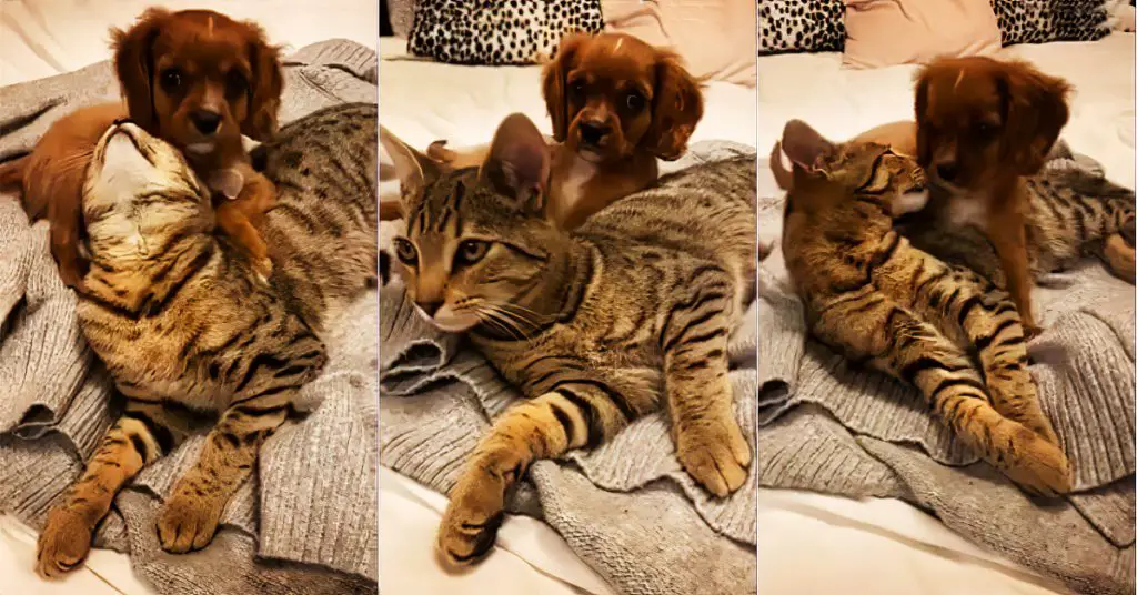 cat and dog cuddle