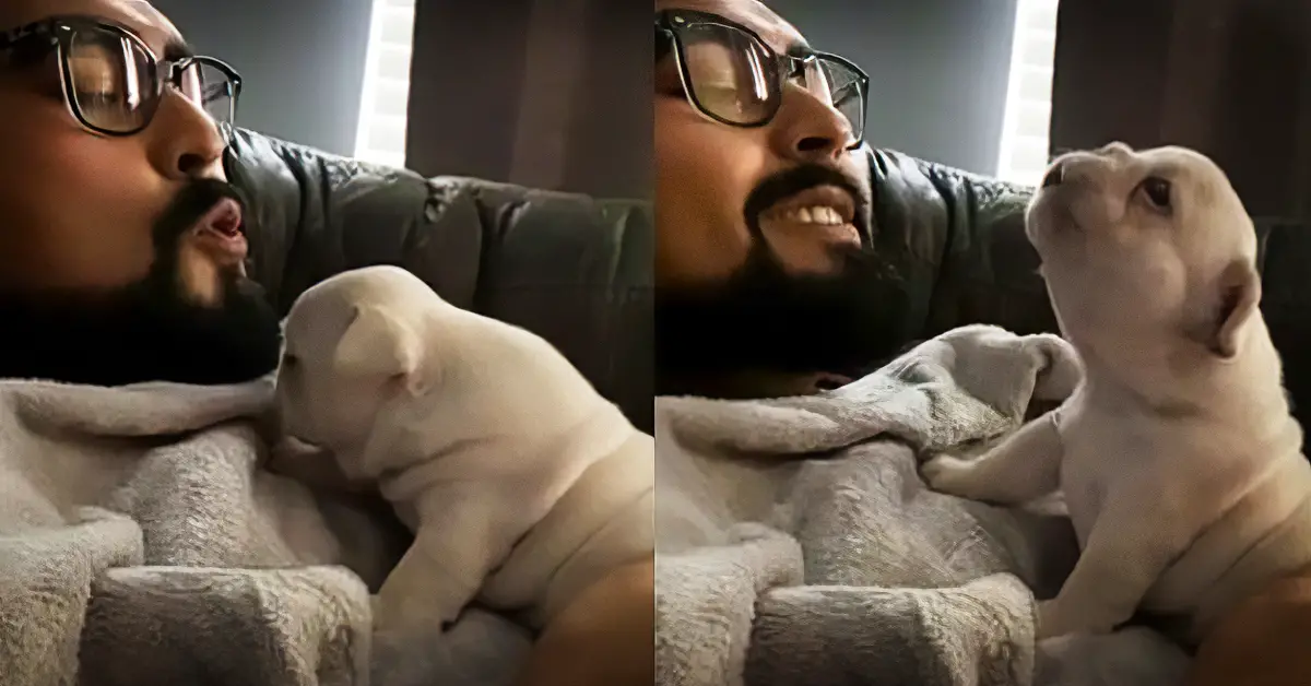 puppy howling