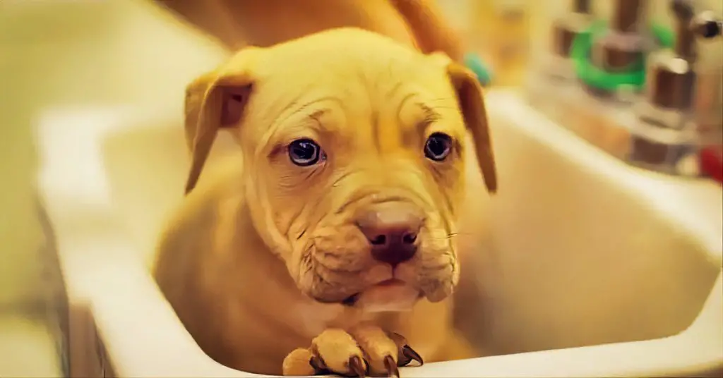 pit bull puppy bath