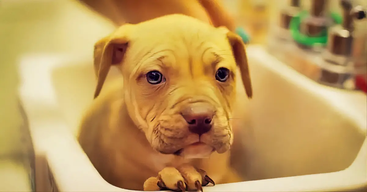 pit bull puppy bath