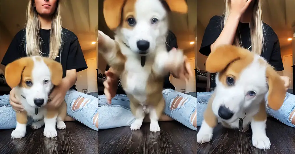 playful puppy