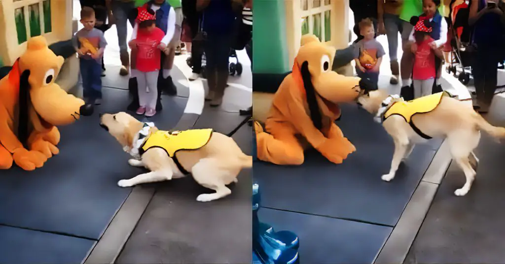 happy dog meets Pluto