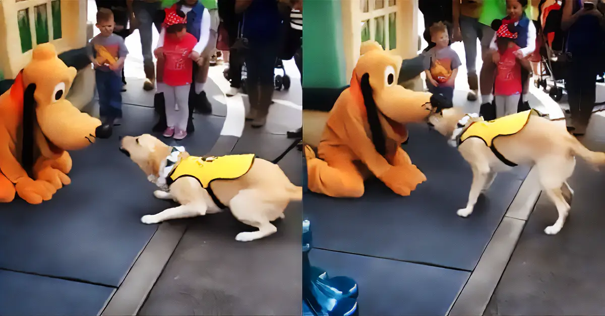 happy dog meets Pluto