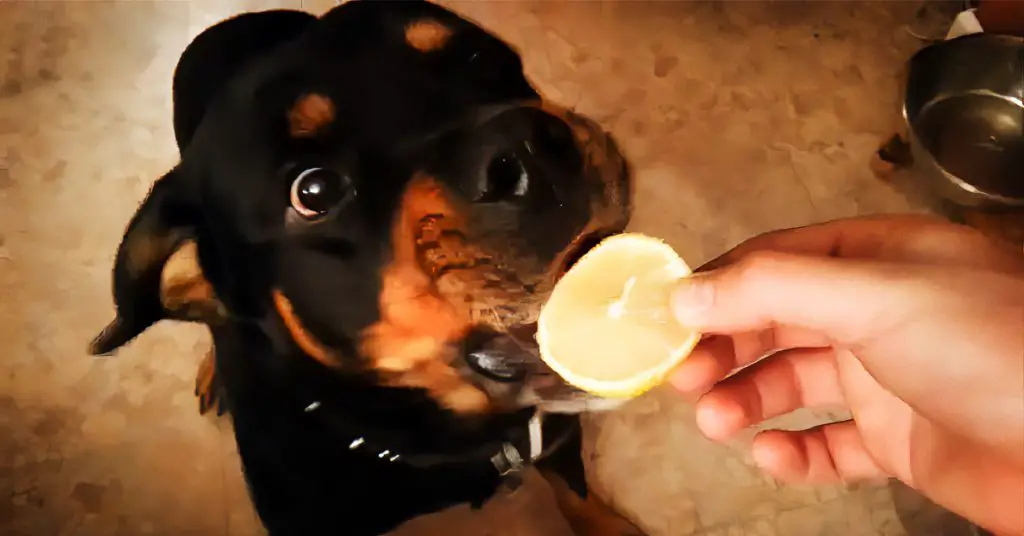 puppy tastes lemon