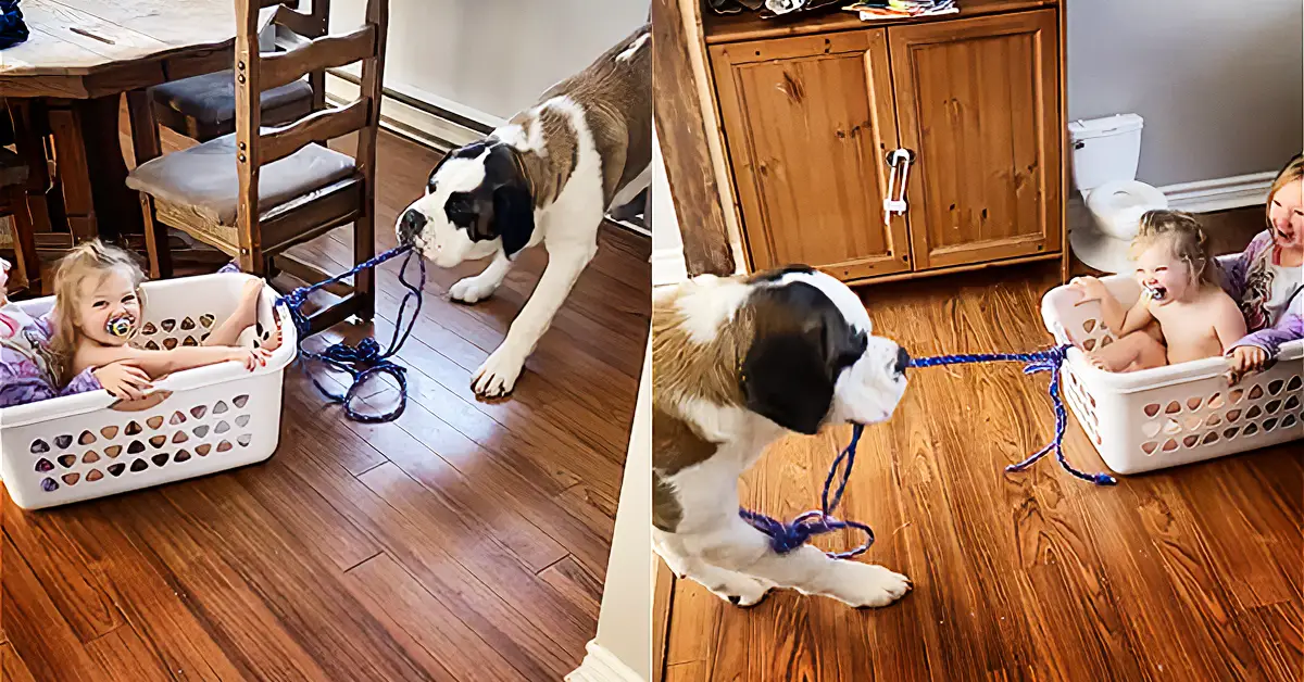 laundry basket ride