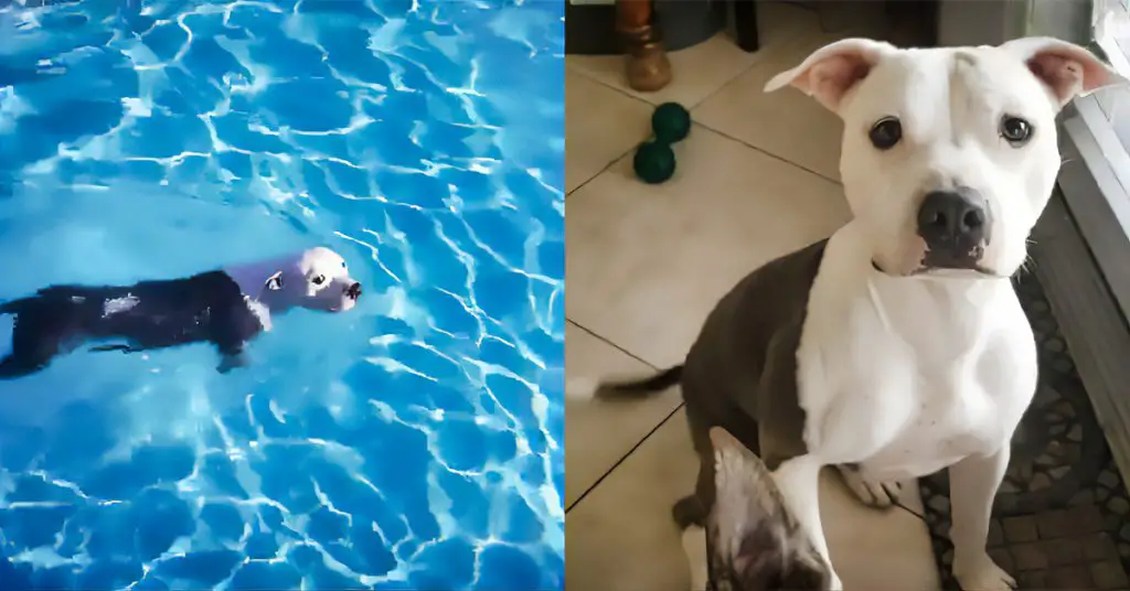 dog jumps in pool
