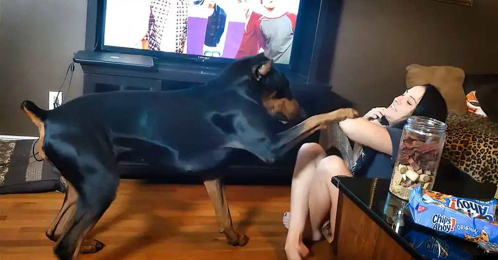 Doberman learns trick