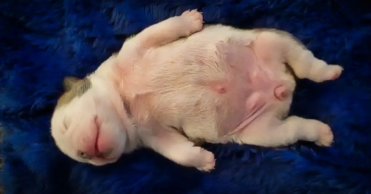 puppy dreaming