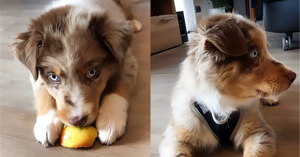 puppy eats apple