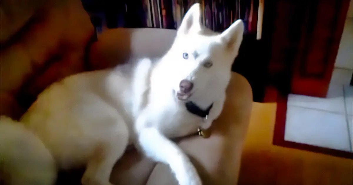 Husky says no
