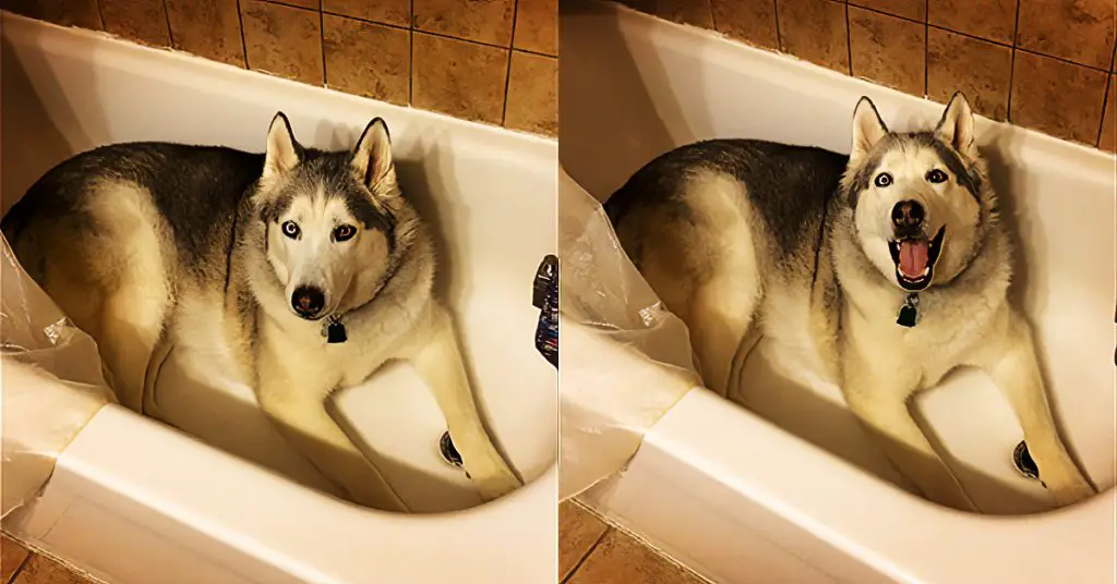 Husky in bathtub