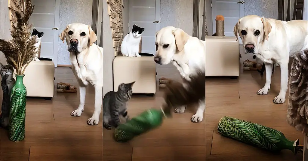 cats frame dog