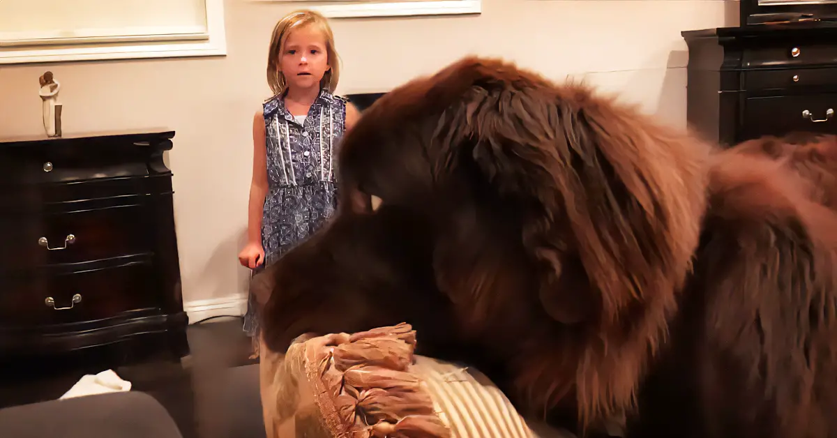 dog steals pillow