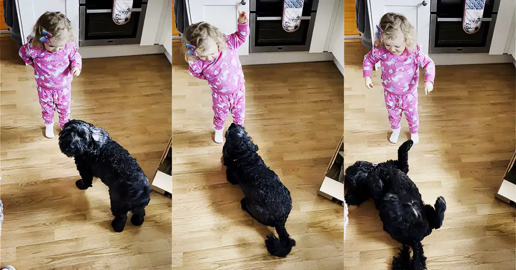 toddler teaches dog