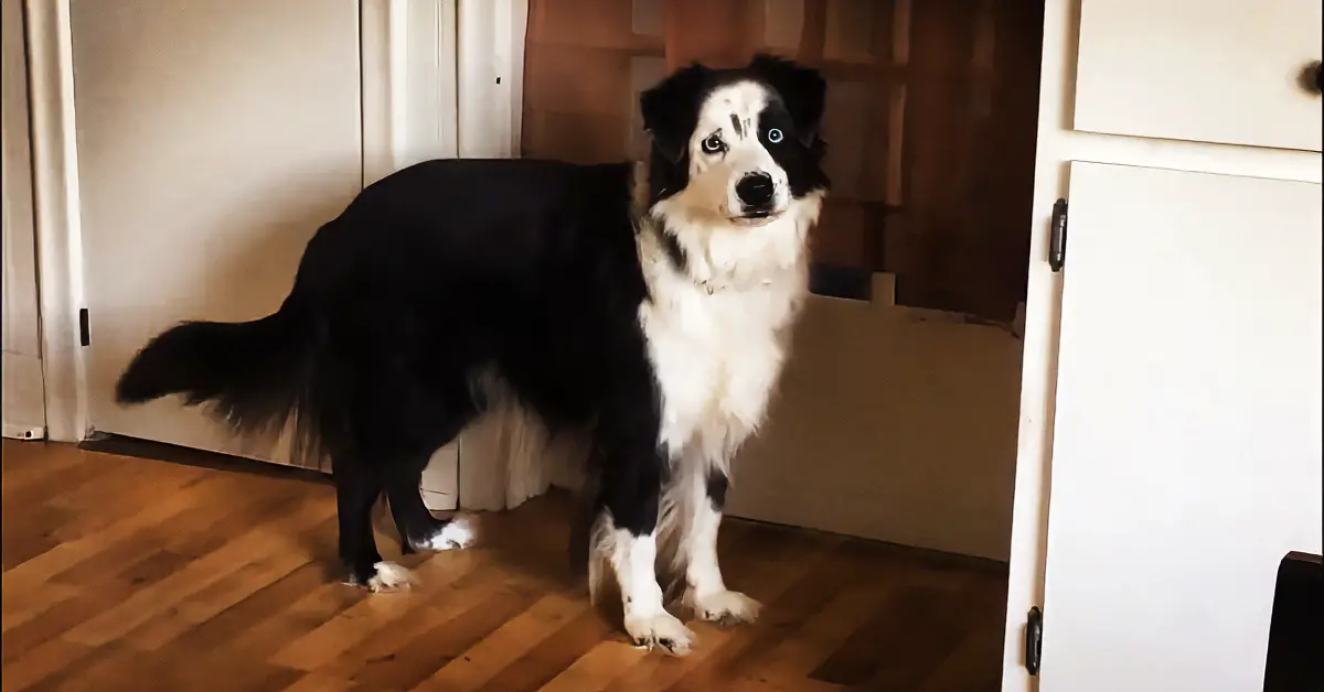dog stomps feet