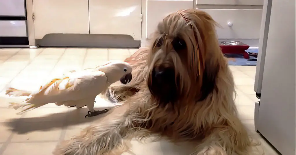 cockatoo and dog