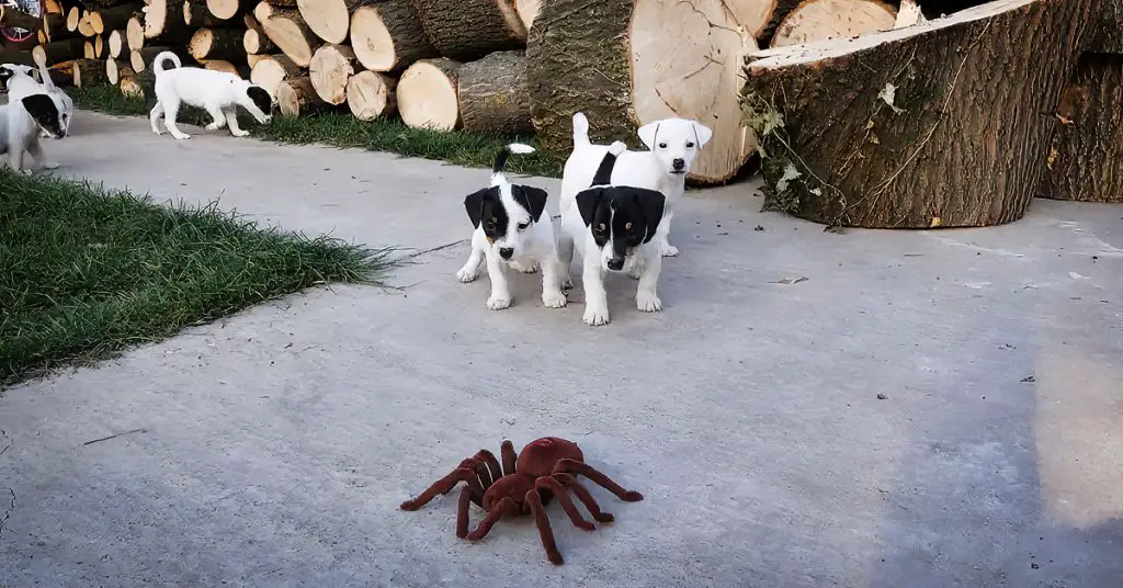 puppies vs. spider