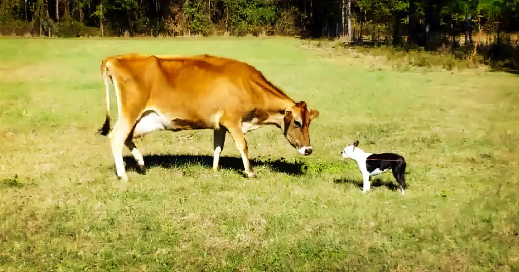 boston terrier and cow