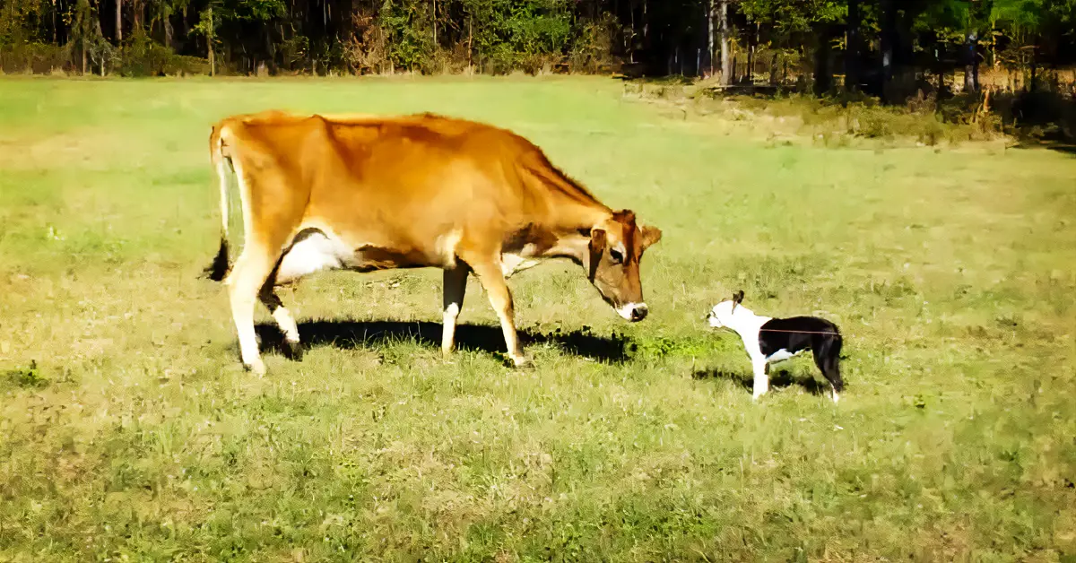 boston terrier and cow