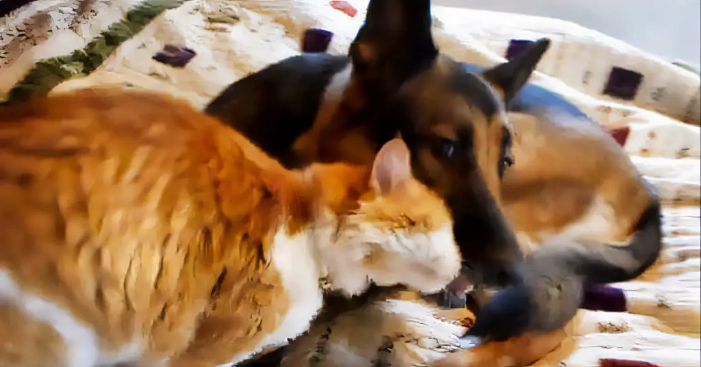 dog and cat reunited