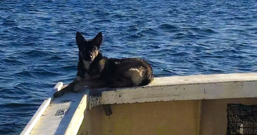 dog at sea