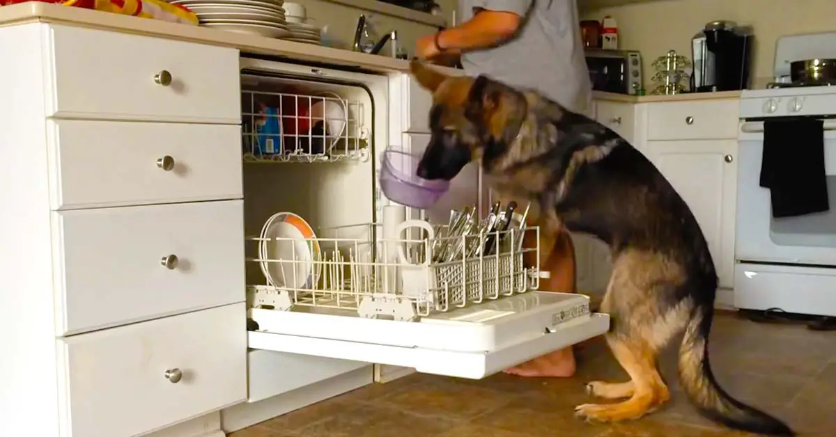dog loads dishwasher