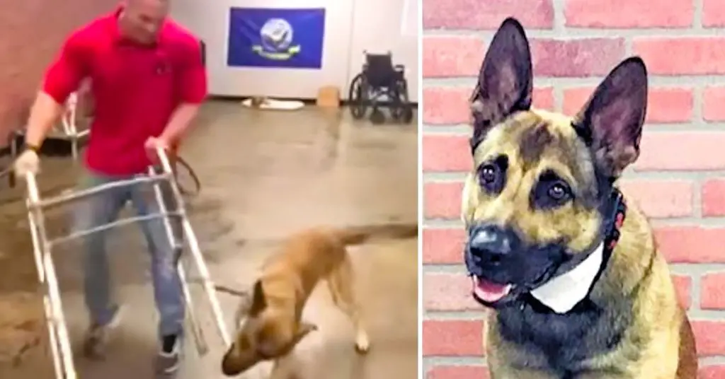 dog fails service training