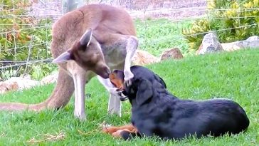 dog and kangaroo