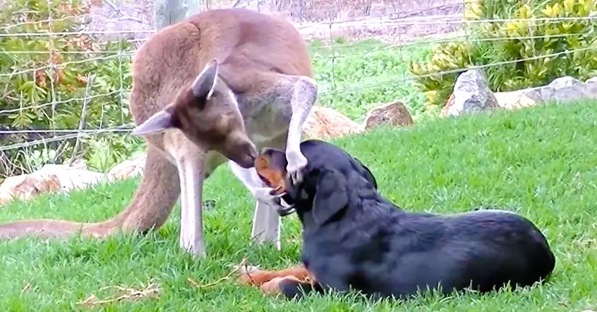 dog and kangaroo