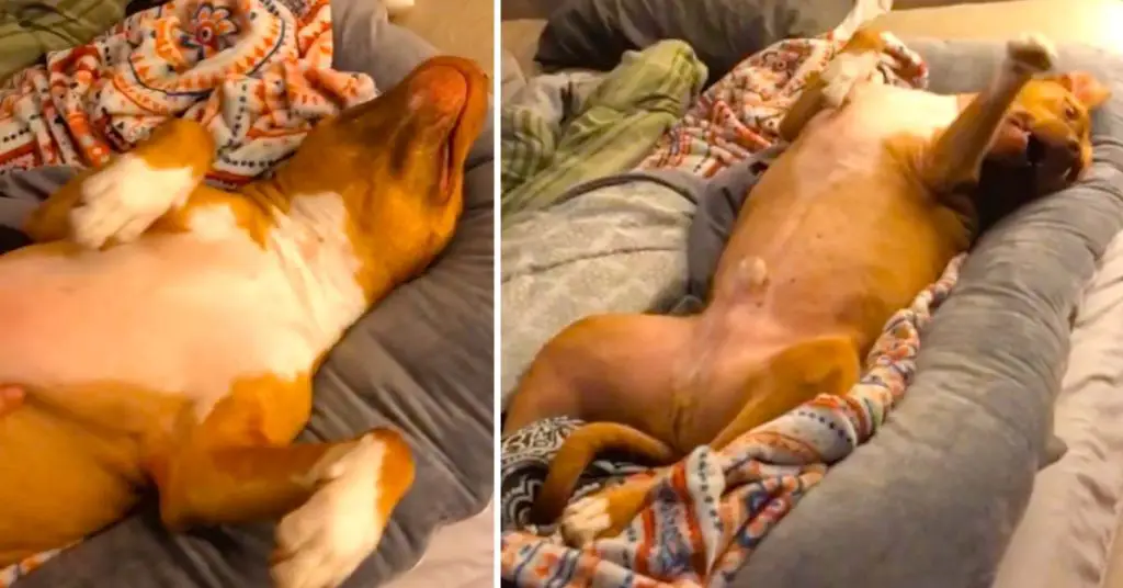 dog steals pillow