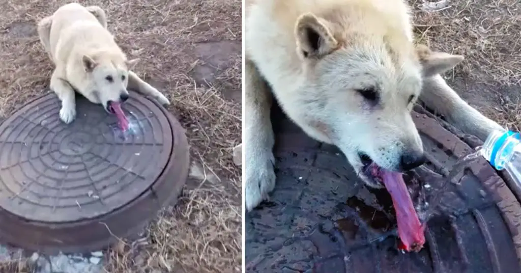 dog stuck tongue