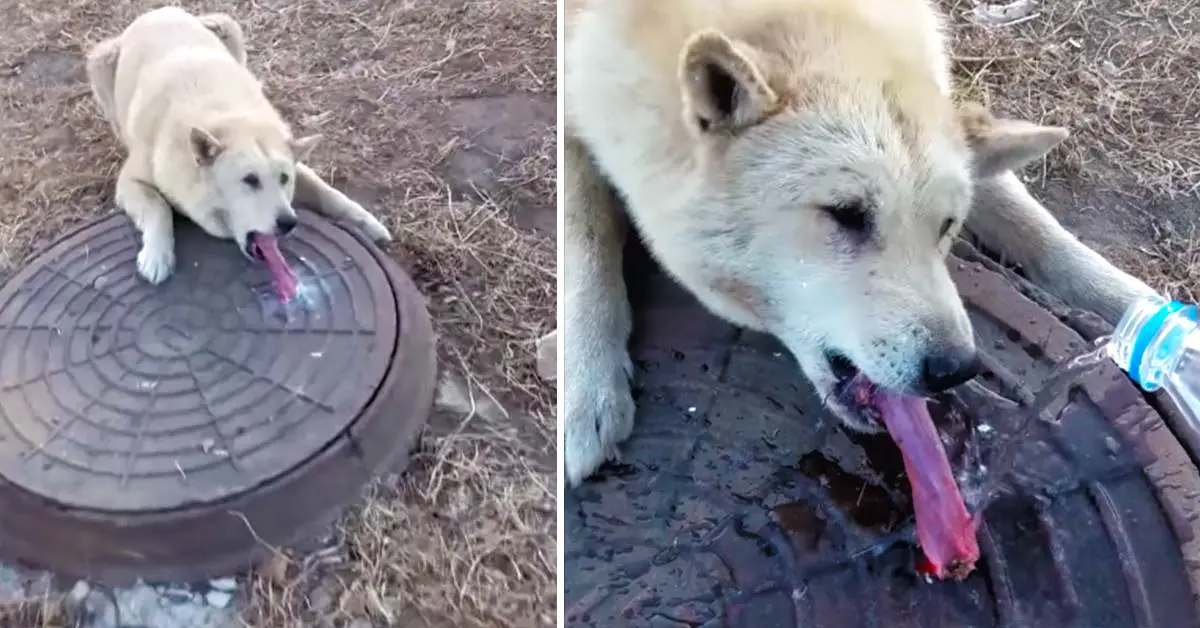 dog stuck tongue
