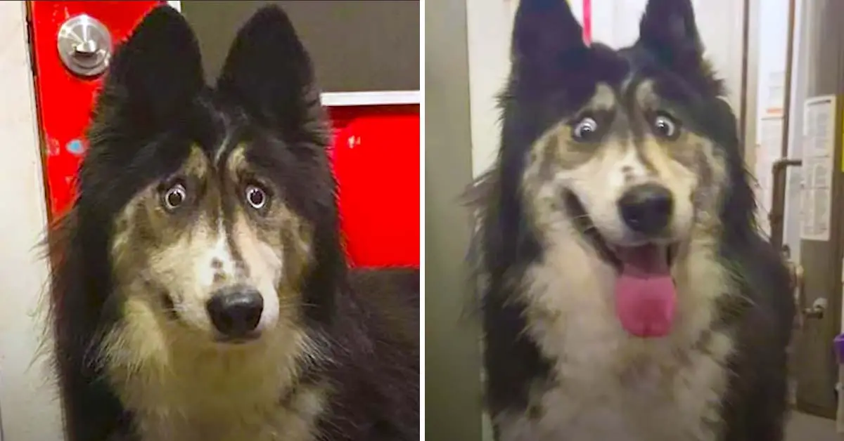 Husky eyes