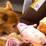 Milo meets baby sister