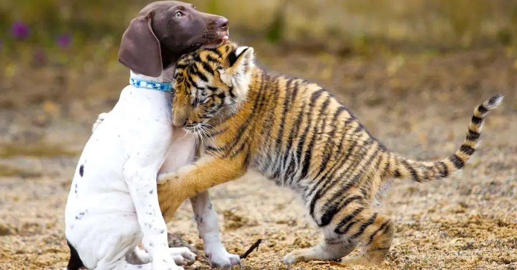 puppy and tiger