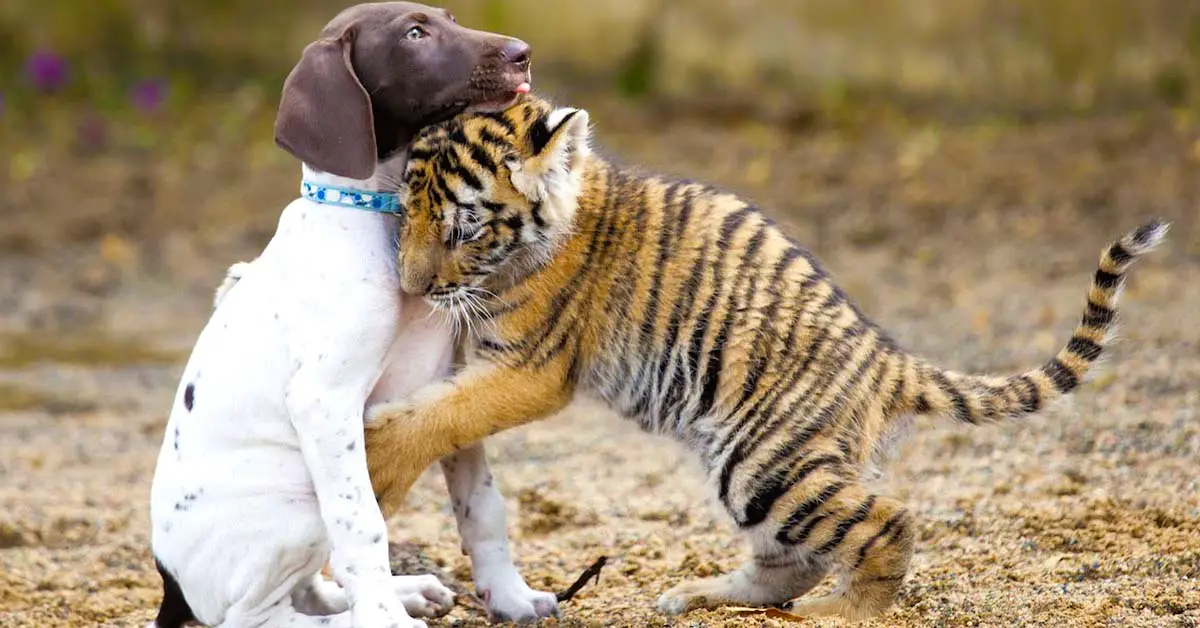 puppy and tiger